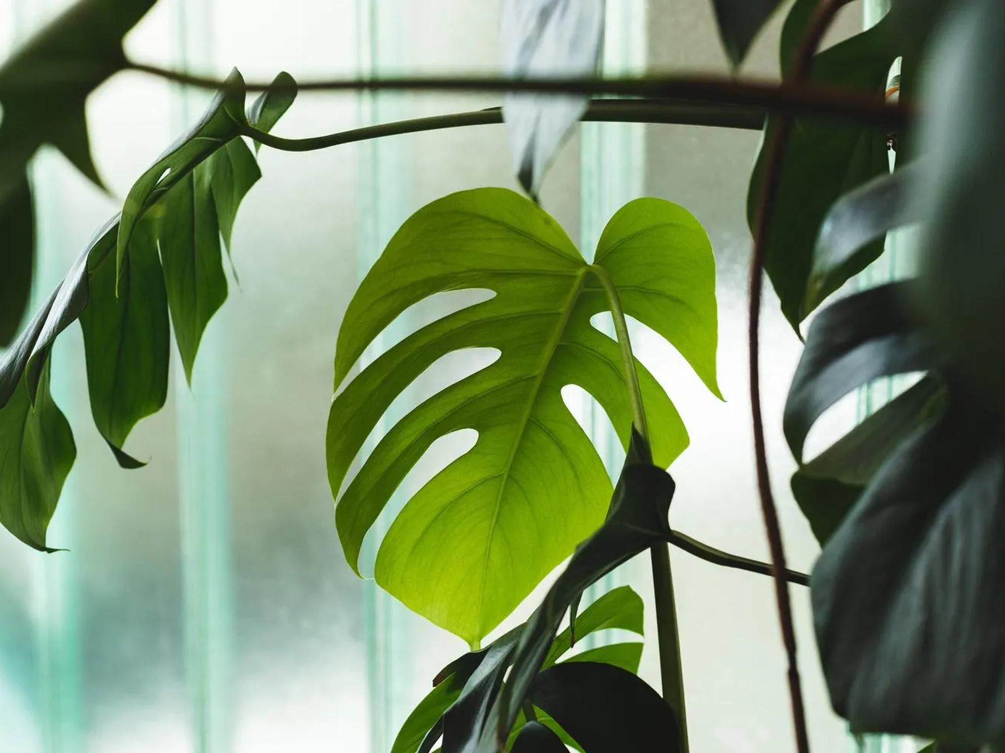 Bild von Frischer Auftritt für die Hanegg