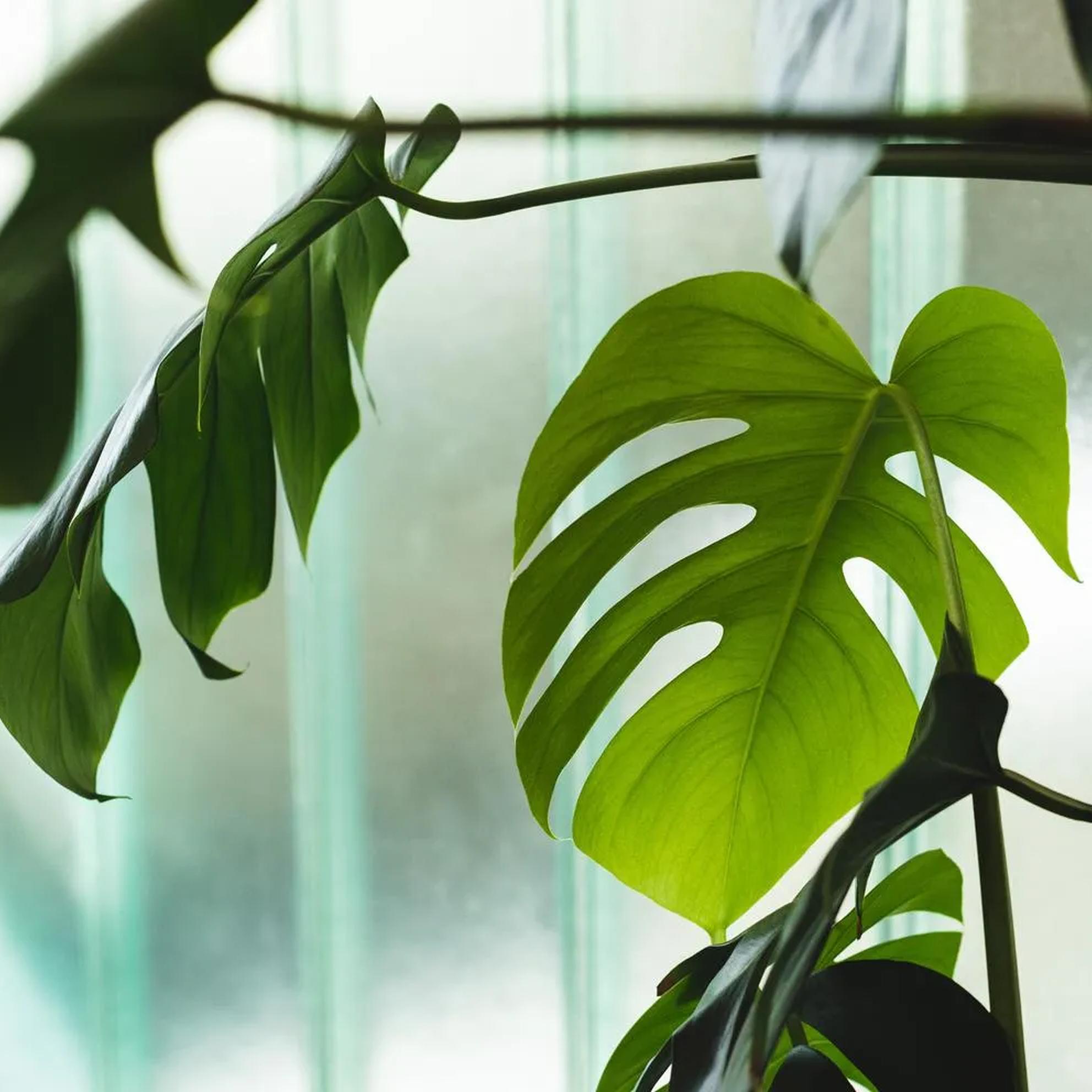 Bild von Frischer Auftritt für die Hanegg